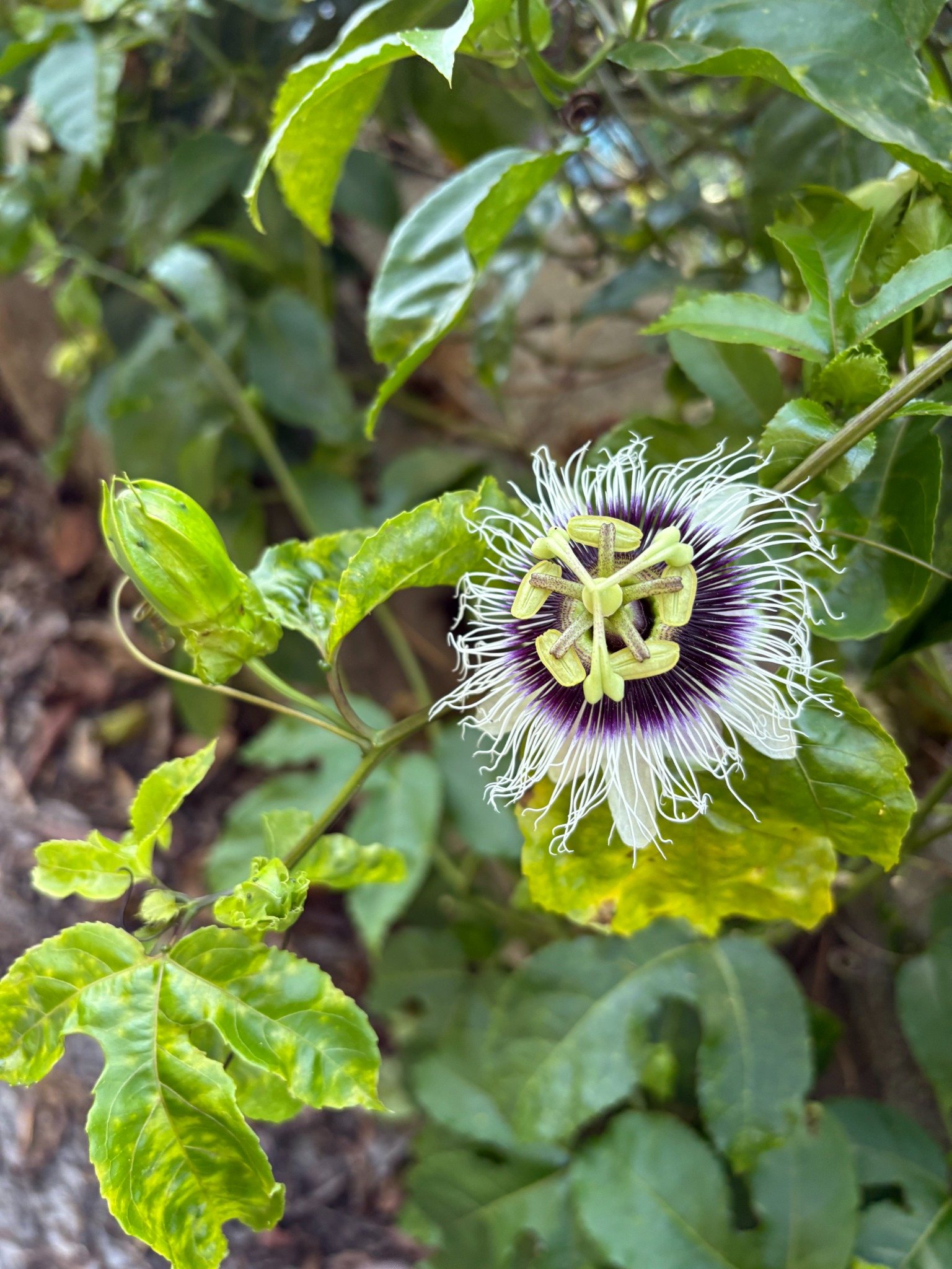 Hawaiʻi forest flower